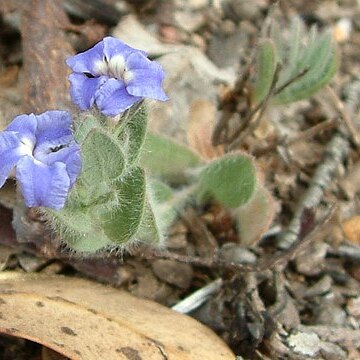 Goodenia katabudjar unspecified picture