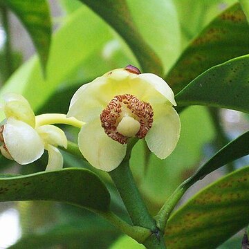 Garcinia macrophylla unspecified picture