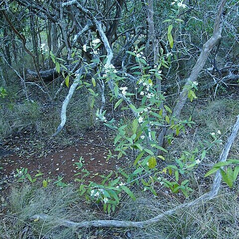 Olearia canescens unspecified picture