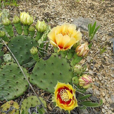 Opuntia cespitosa unspecified picture