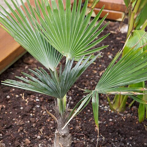 Trachycarpus princeps unspecified picture