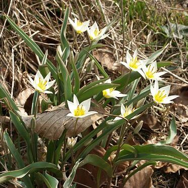 Tulipa turkestanica unspecified picture