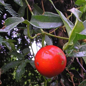 Trichosanthes tricuspidata unspecified picture