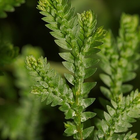 Selaginella obtusa unspecified picture