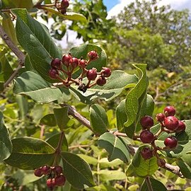 Psorospermum febrifugum unspecified picture