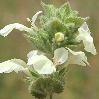 Stachys mardinensis unspecified picture