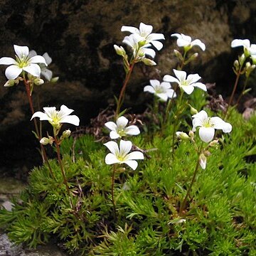 Saxifraga tenella unspecified picture