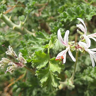 Pelargonium alternans unspecified picture