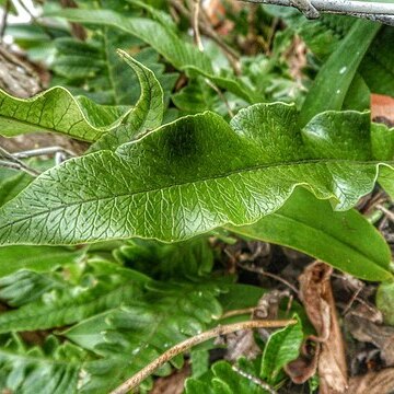 Serpocaulon unspecified picture