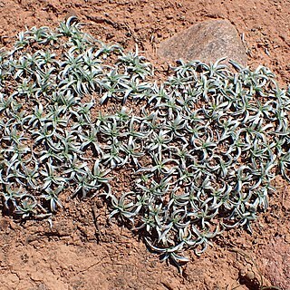 Scorzonera pygmaea unspecified picture