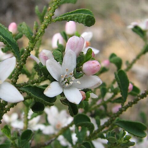 Philotheca verrucosa unspecified picture