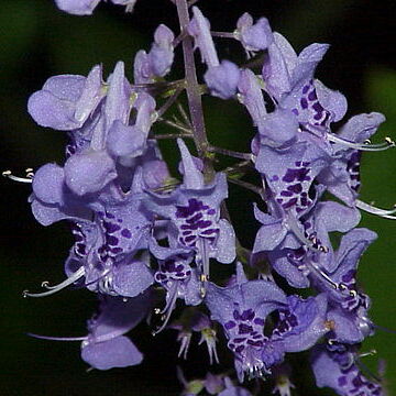 Plectranthus l'hér. unspecified picture