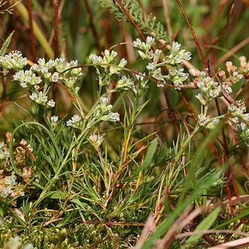 Scleranthus unspecified picture