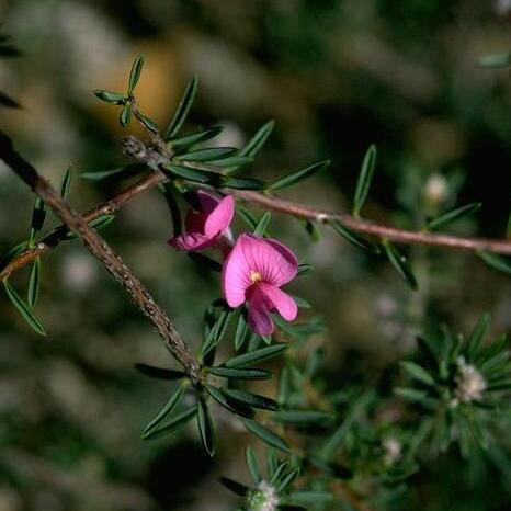 Pultenaea subalpina unspecified picture