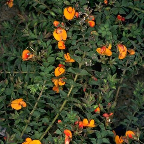 Pultenaea subternata unspecified picture