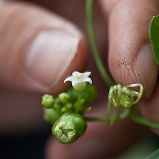 Zehneria mucronata unspecified picture