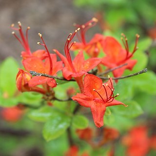 Rhododendron bakeri unspecified picture