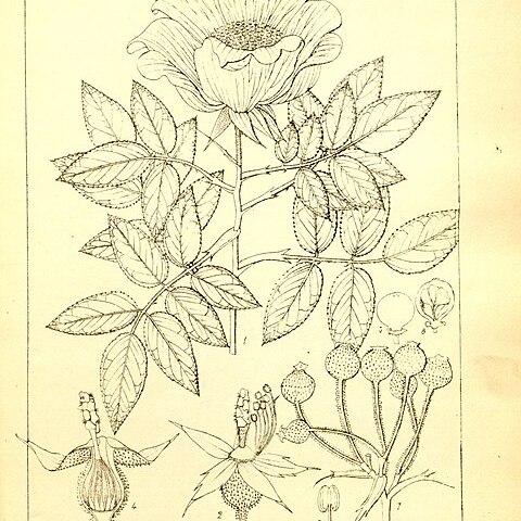 Rosa leschenaultiana unspecified picture