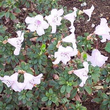 Rhododendron pemakoense unspecified picture