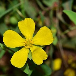 Hibbertia nymphaea unspecified picture