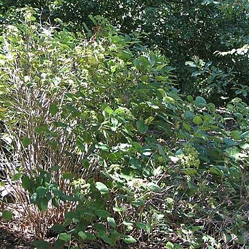 Hydrangea xanthoneura unspecified picture