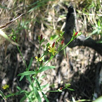 Hypericum canadense unspecified picture