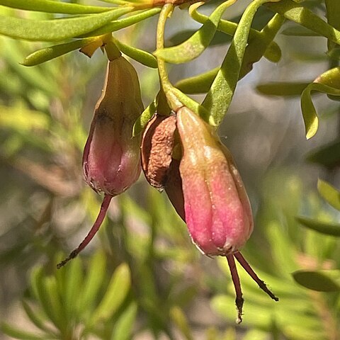 Homoranthus clarksonii unspecified picture