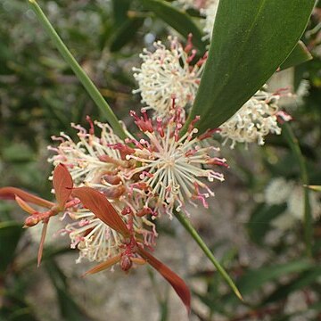 Hakea nitida unspecified picture