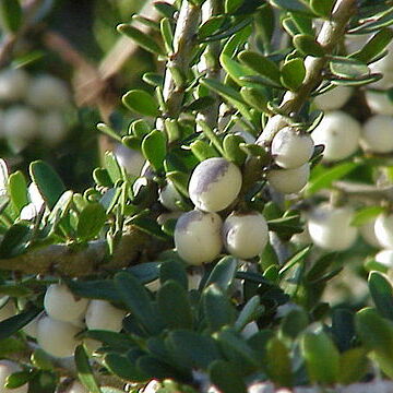 Melicytus crassifolius unspecified picture