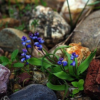 Hyacinthella nervosa unspecified picture