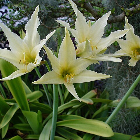 Hippeastrum evansiae unspecified picture