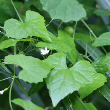 Zehneria japonica unspecified picture