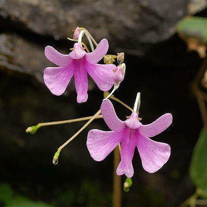 Impatiens unspecified picture