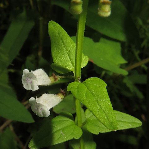 Scutellaria dependens unspecified picture