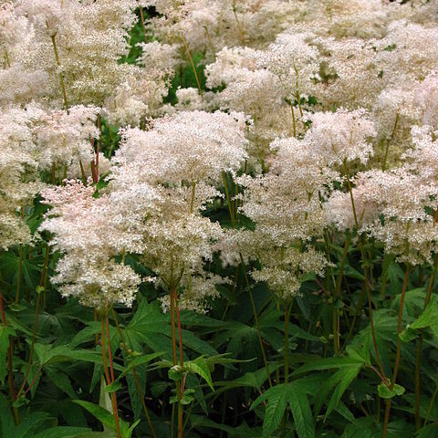 Filipendula palmata unspecified picture