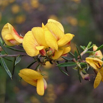 Pultenaea juniperina unspecified picture