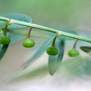 Phyllanthus ussuriensis unspecified picture