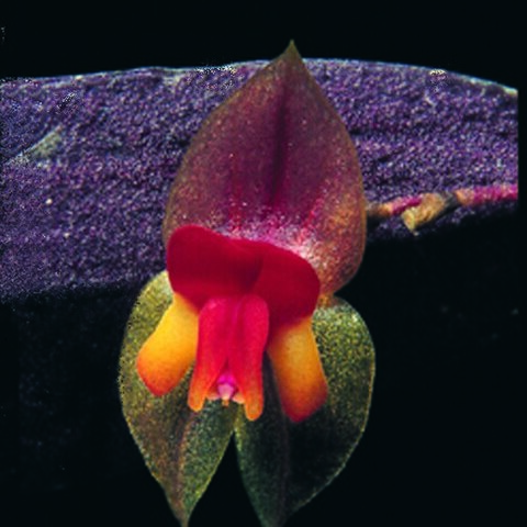 Lepanthes stenophylla unspecified picture