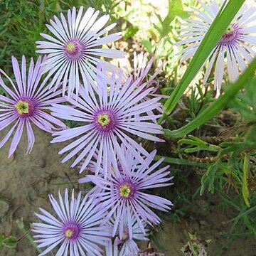 Lampranthus leptaleon unspecified picture