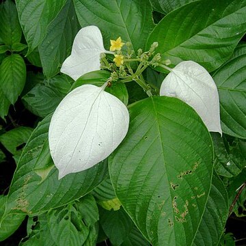 Mussaenda raiateensis unspecified picture