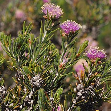 Melaleuca wonganensis unspecified picture