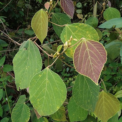 Macaranga trichocarpa unspecified picture