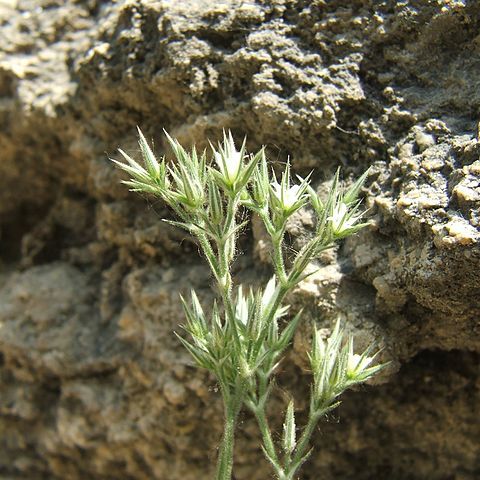 Minuartia glomerata unspecified picture