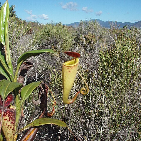 Nepenthes madagascariensis unspecified picture