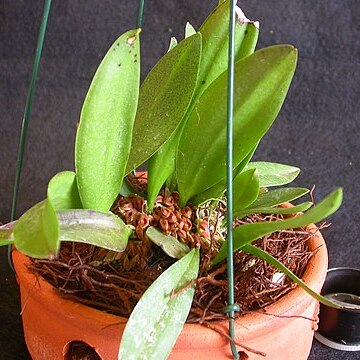 Acianthera fenestrata unspecified picture