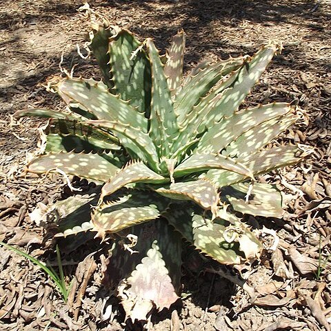 Aloe transvaalensis unspecified picture