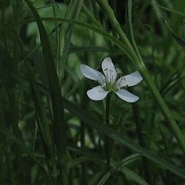 Arenaria paludicola unspecified picture