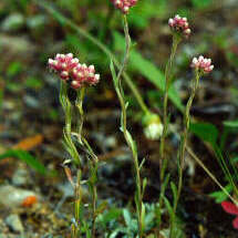 Antennaria microphylla unspecified picture