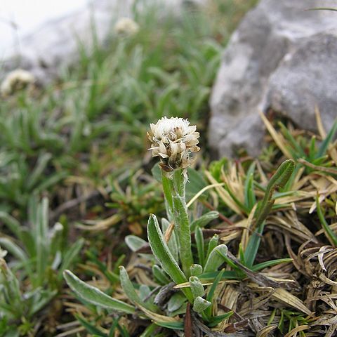 Antennaria carpatica unspecified picture