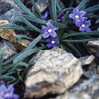 Anchusa cespitosa unspecified picture